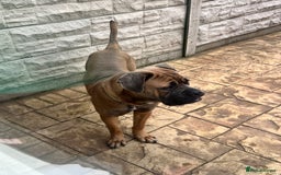 Cane Corso dogs for sale: Cane corso for rehome - Image 2