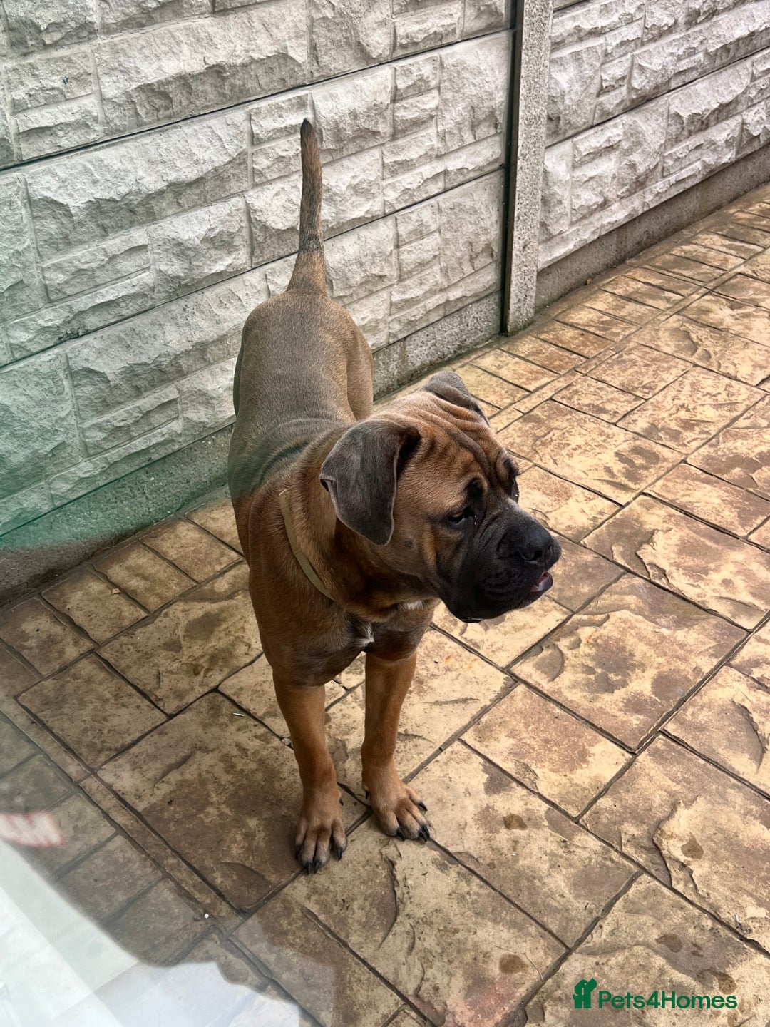 Cane Corso dogs for sale: Cane corso for rehome - Image 2