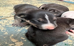 English Bull Terrier dogs for sale: English Bull Terriers Champion Bloodlines  - Image 7