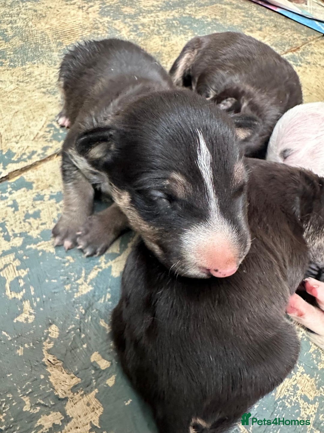 English Bull Terrier dogs for sale: English Bull Terriers Champion Bloodlines  - Image 7