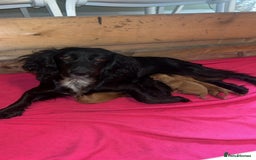 Cockapoo dogs for sale: Cockerpoo puppies  - Advert 11