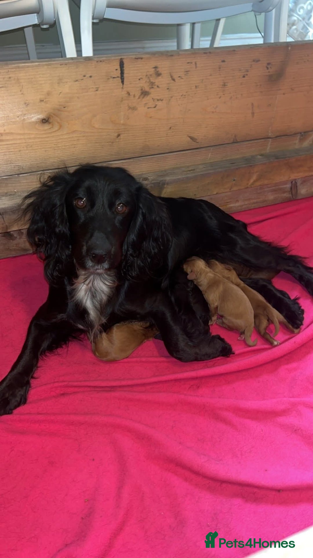 Cockapoo dogs for sale: Cockerpoo puppies  - Advert 11