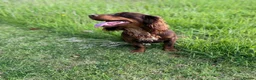 Cocker Spaniel dogs for sale: Stunning KC cocker pups from health tested parents in Chippenham - Advert 8