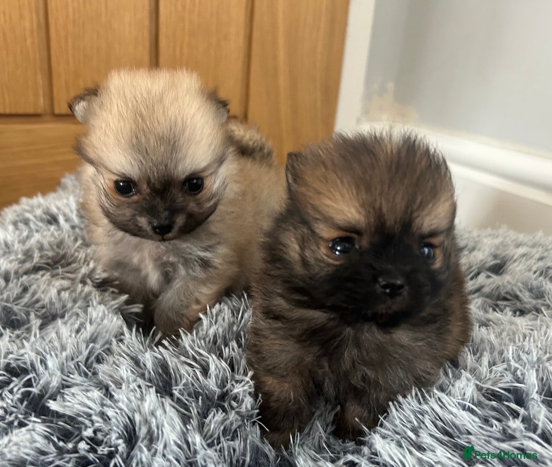Pomeranian dogs for sale: Tiny Pomeranian puppies  - Image 4