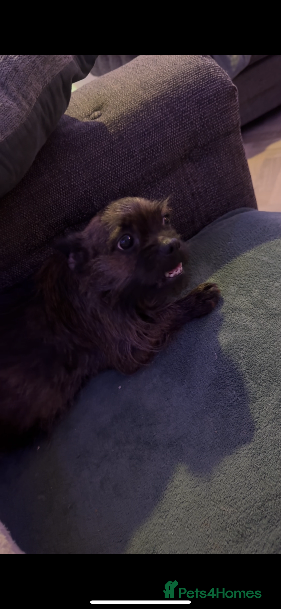 Mixed Breed dogs for sale: 1 remaining girl puppy for sale - Advert 1