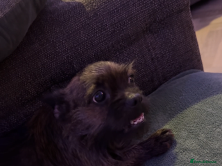 Mixed Breed dogs 1 remaining girl puppy for sale - Advert 2