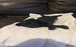 Mixed Breed dogs for sale: Labrotties - Image 10