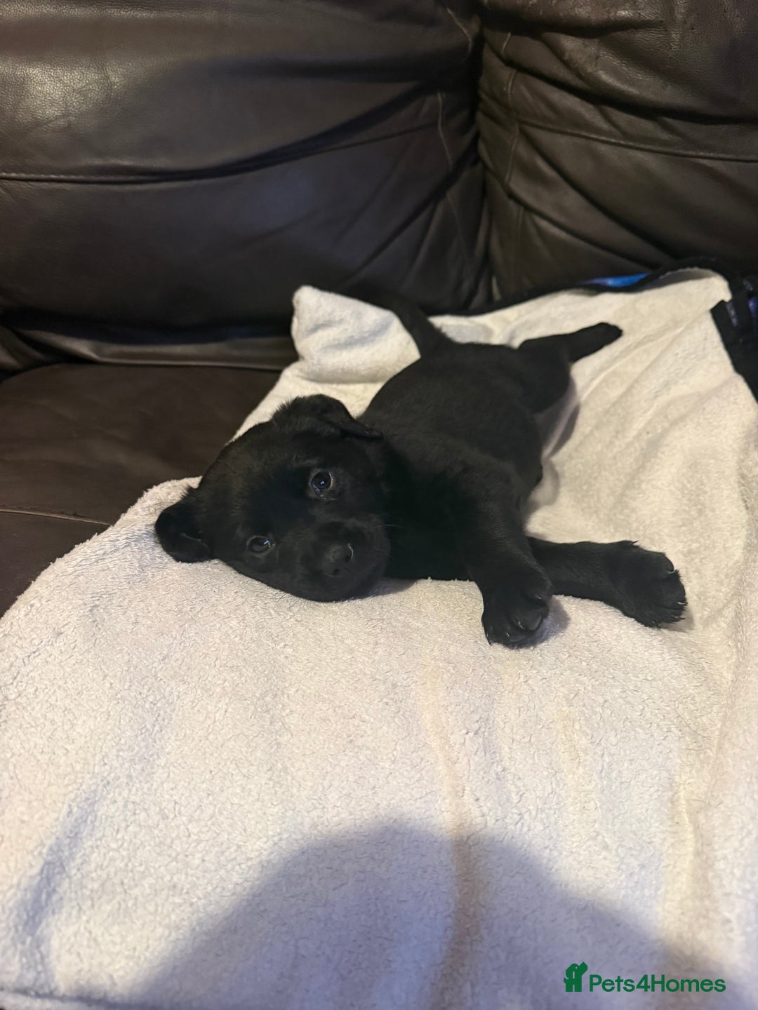 Mixed Breed dogs for sale: Labrotties - Image 10