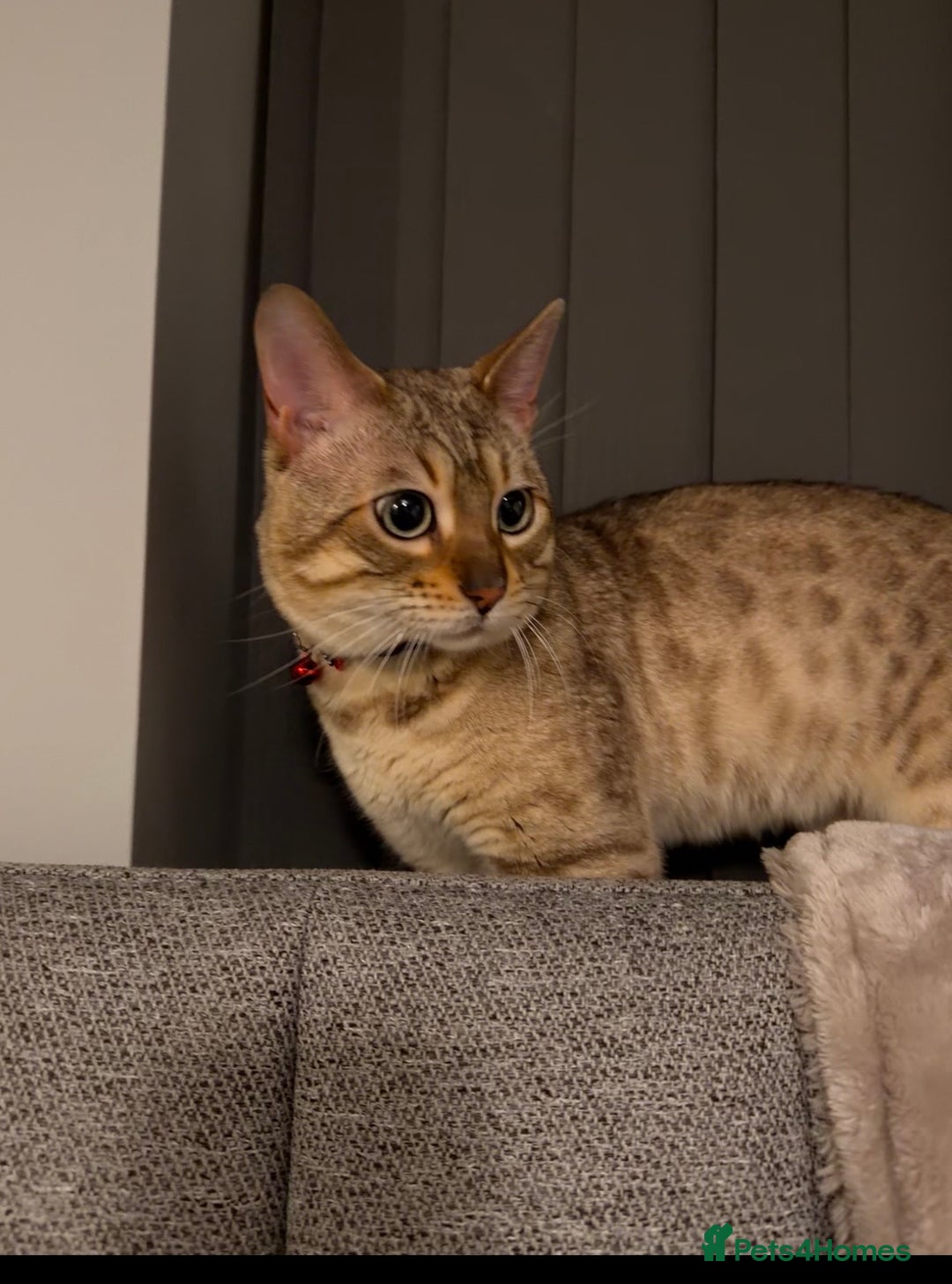 Bengal cats for sale: Snow bengal  - Advert 2