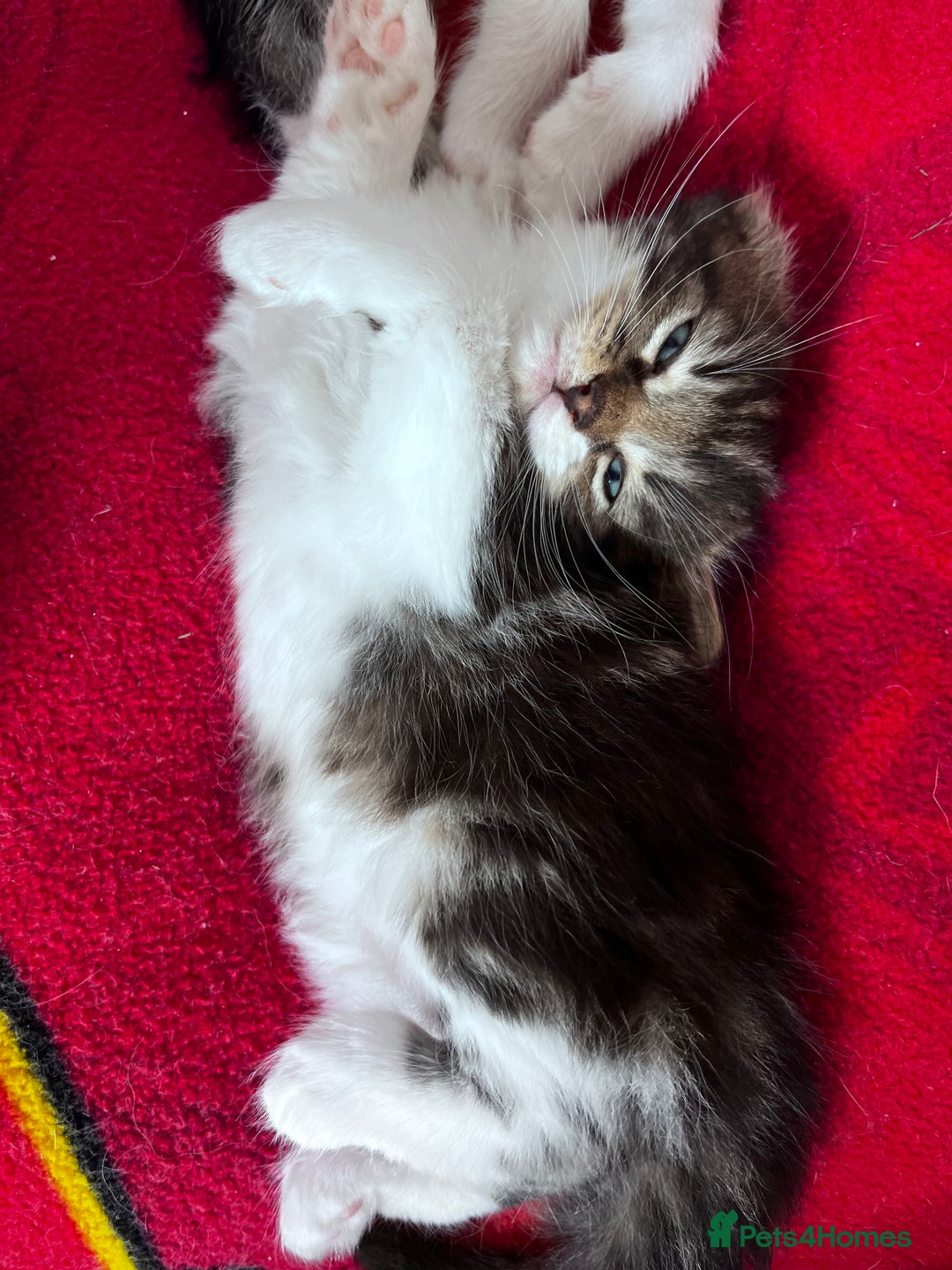 Mixed Breed cats for sale: Beautiful Playful Kittens - Image 4
