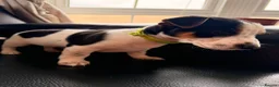 Jack Russell dogs for sale: Jack Russell Puppies  - Advert 8
