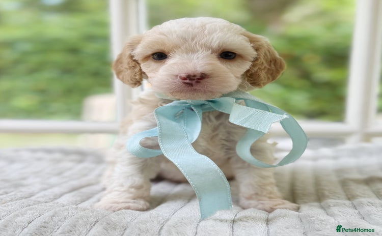 Cavapoo dogs - Advert 12