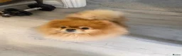 Pomeranian dogs for sale: Rare MINI TOY POMERANIAN puppies for sale! in London - Advert 15
