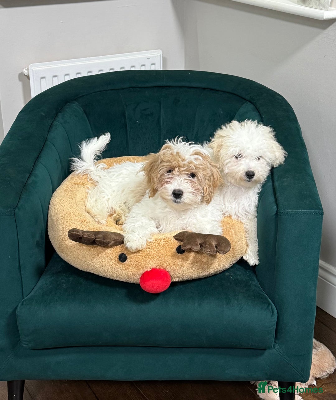 Maltipoo dogs for sale: 2 GORGEOUS FEMALE MALTIPOO PUPPIES - Advert 8