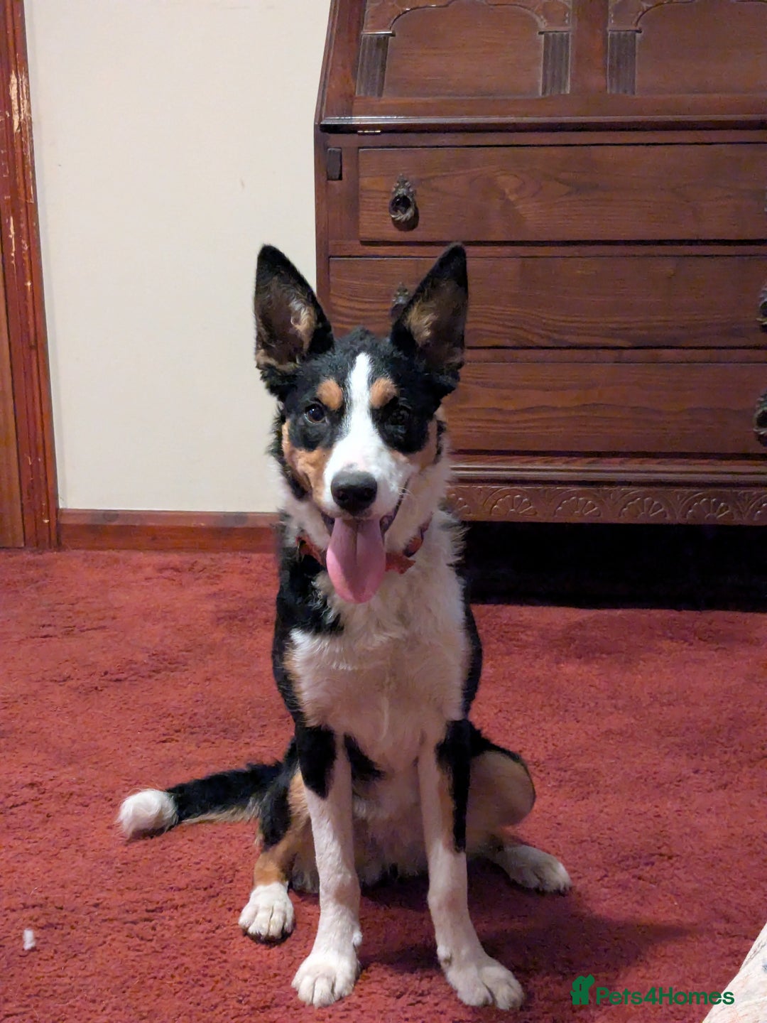 Mixed Breed dogs for sale: Looking for a new home  - Image 2
