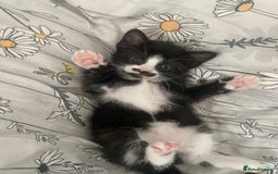 British Shorthair cats for sale: Beautiful kittens 3 girls 1 boy - Image 3