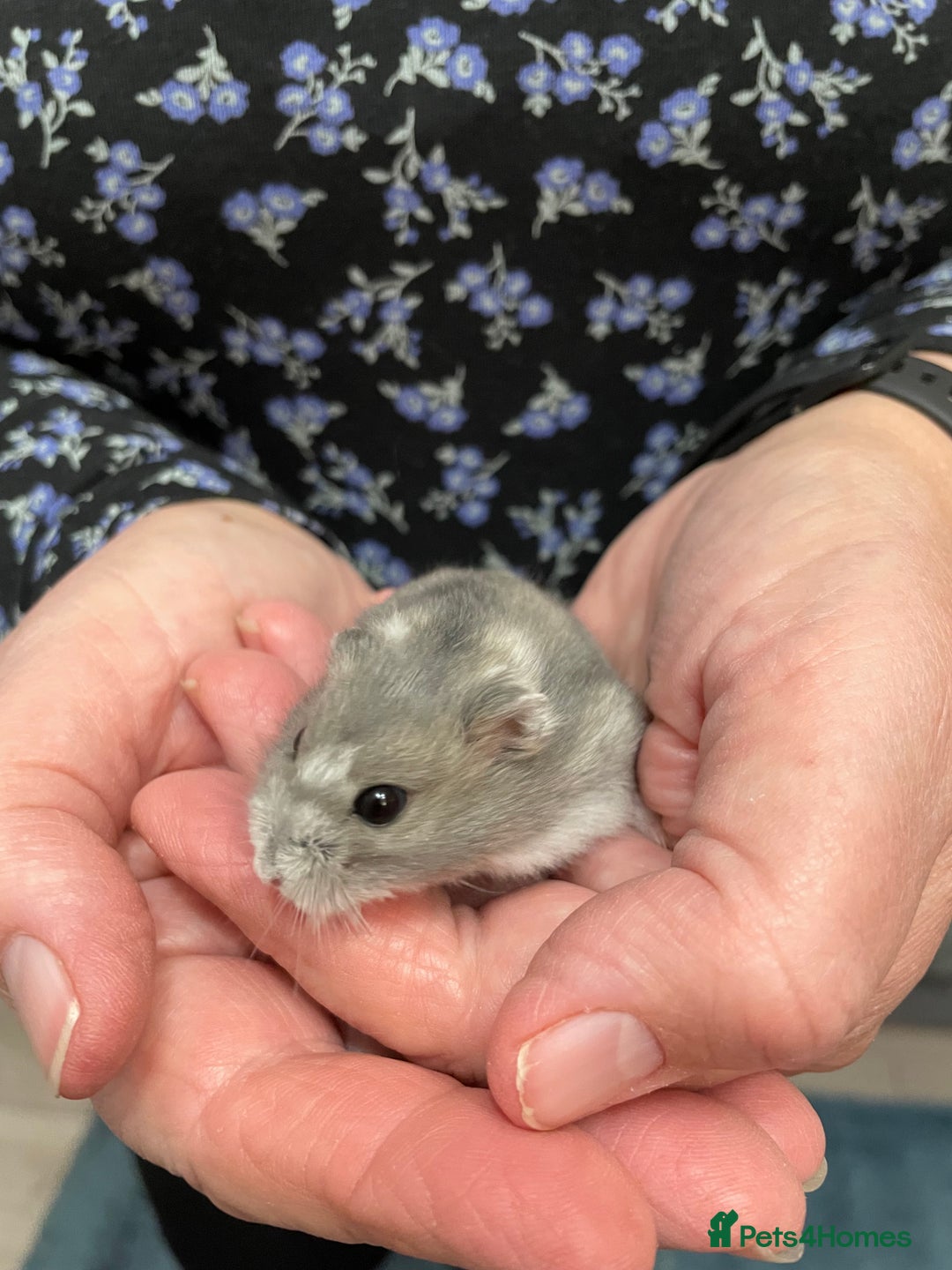 Hamster rodents for sale: Baby Winter White Russian hamsters from show stock - Image 17