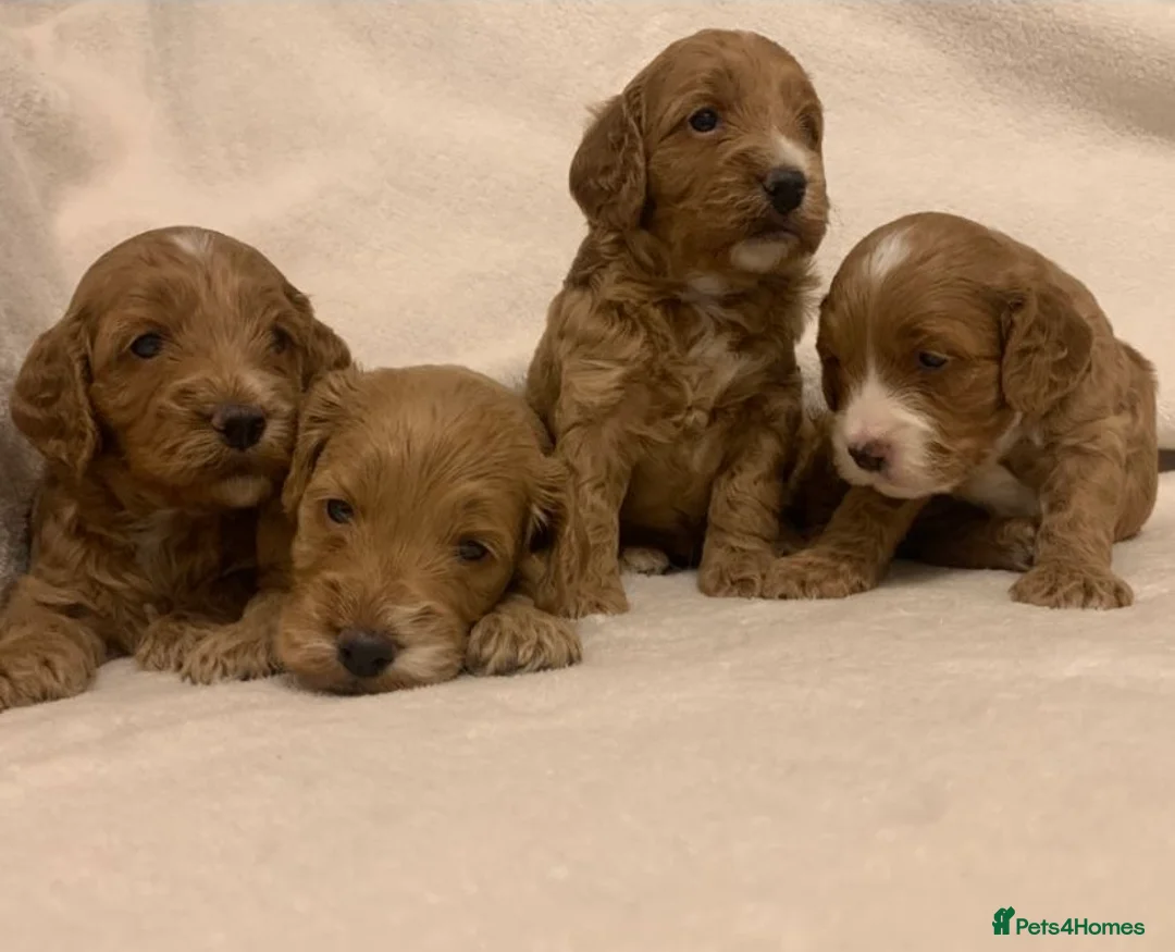 Cockapoo dogs for sale: F1 Cockapoos - health tested parents  - Advert 3