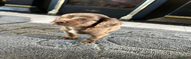 Cocker Spaniel 3