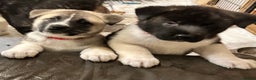 Akita dogs for sale: Akita Puppies for Sale - Advert 8