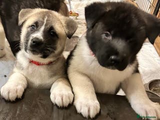 Akita dogs Akita Puppies - Advert 7