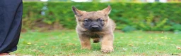 German Shepherd dogs for sale: German Shepherd puppies for sale!!! - Advert 11