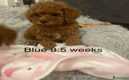 Toy Poodle dogs for sale: Asian Toy Poodle Puppies  - Image 5