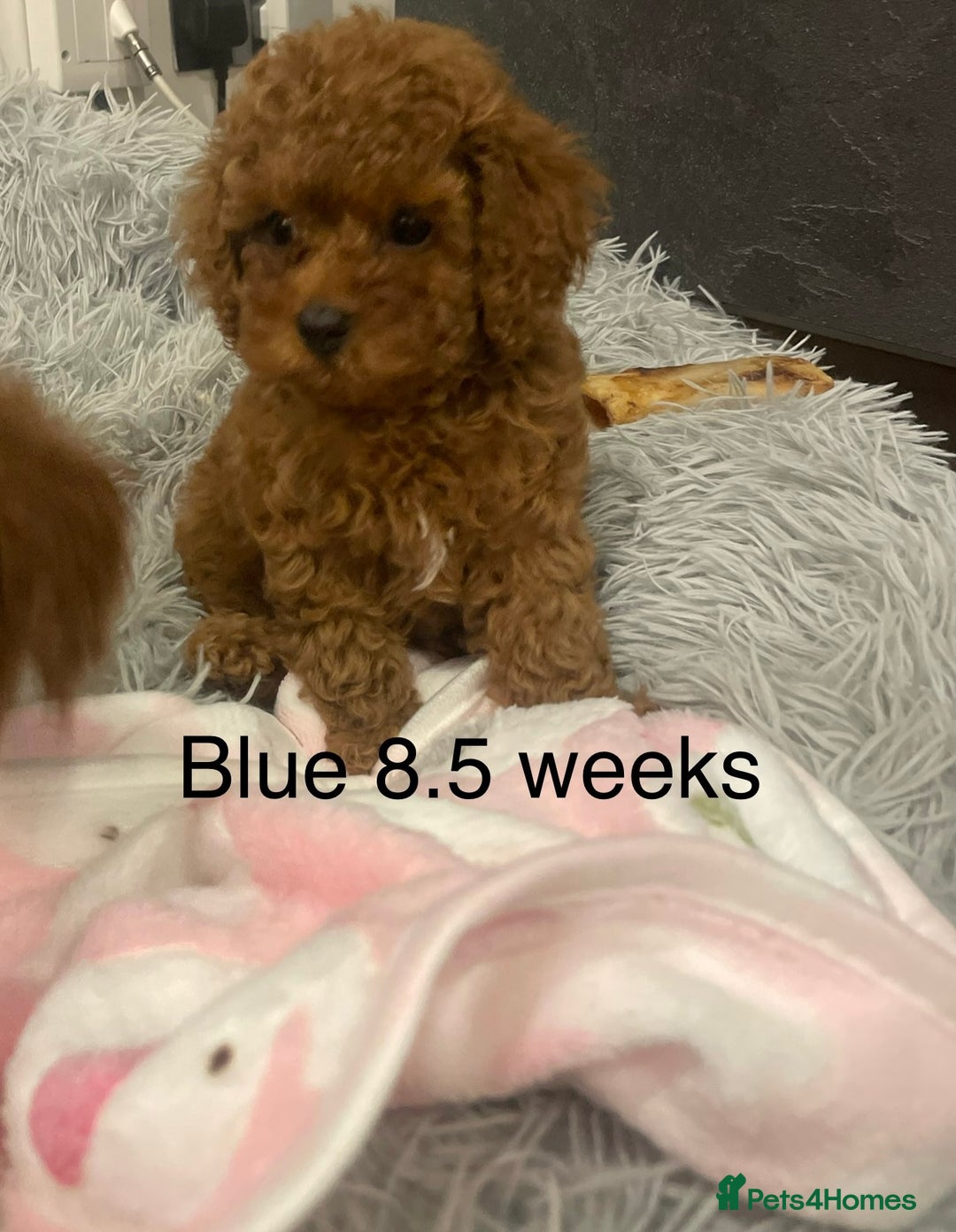 Toy Poodle dogs for sale: Asian Toy Poodle Puppies  - Image 5