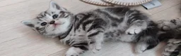 British Shorthair cats for sale: Original BSH Silver Tabby kittens  - Advert 21