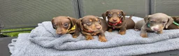 Dachshund dogs for sale: Dacshund Puppies Ready on 27/6!!! - Advert 6