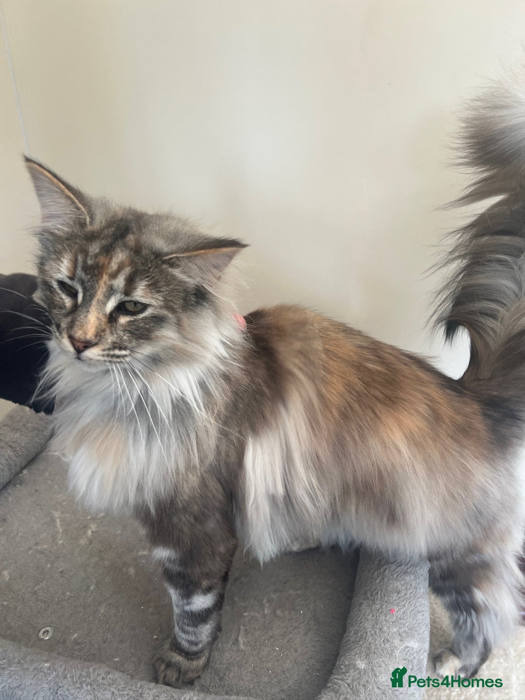 Norwegian Forest Cat cats for sale: Full pedigree female Norwegian forest cat GCCF. - Advert 2