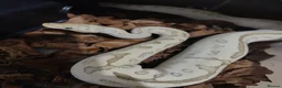 Python Snake reptiles for sale: Various Royal Pythons - Advert 16