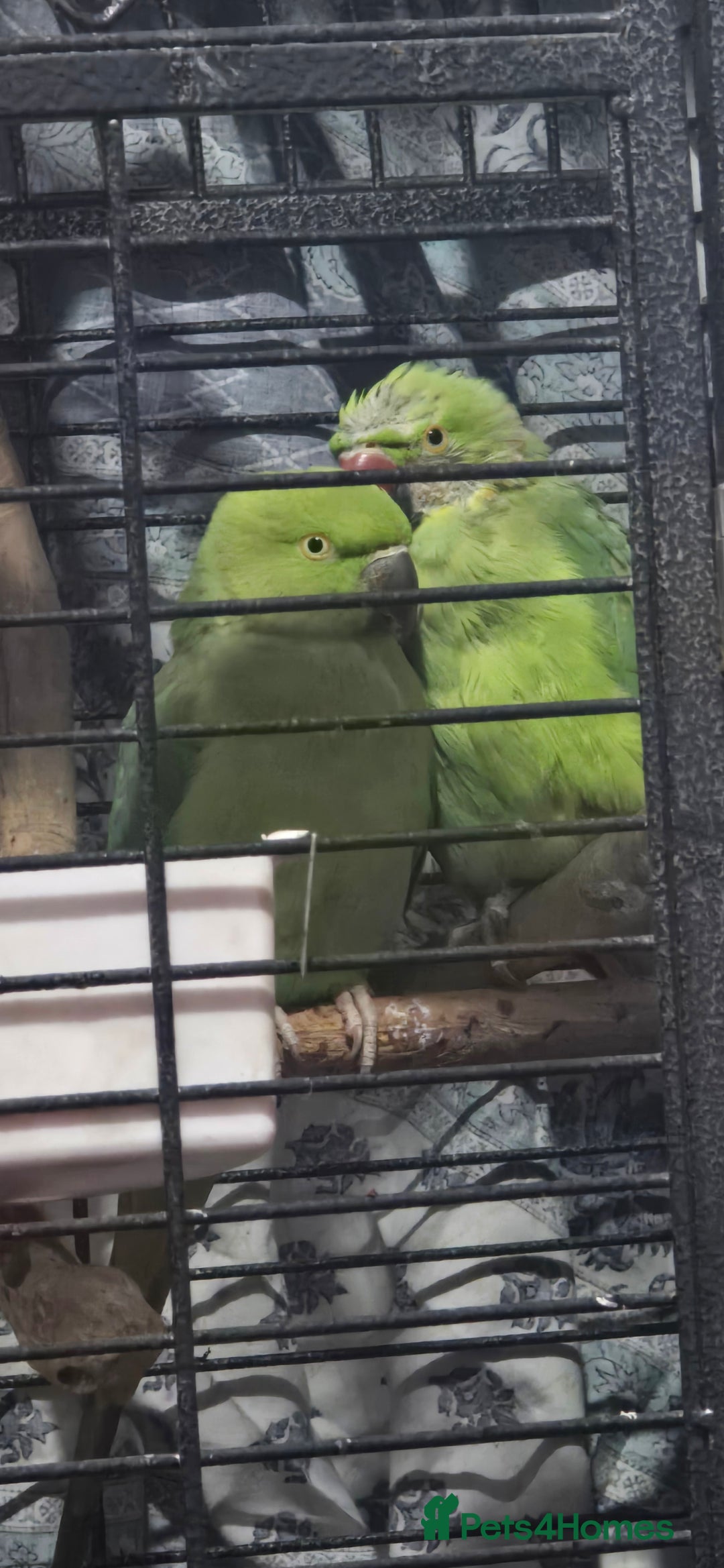 Ringnecks birds for sale: 2 indian ringneck  - Advert 1