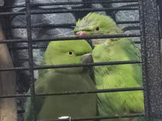 Ringnecks birds 2 indian ringneck - Advert 4