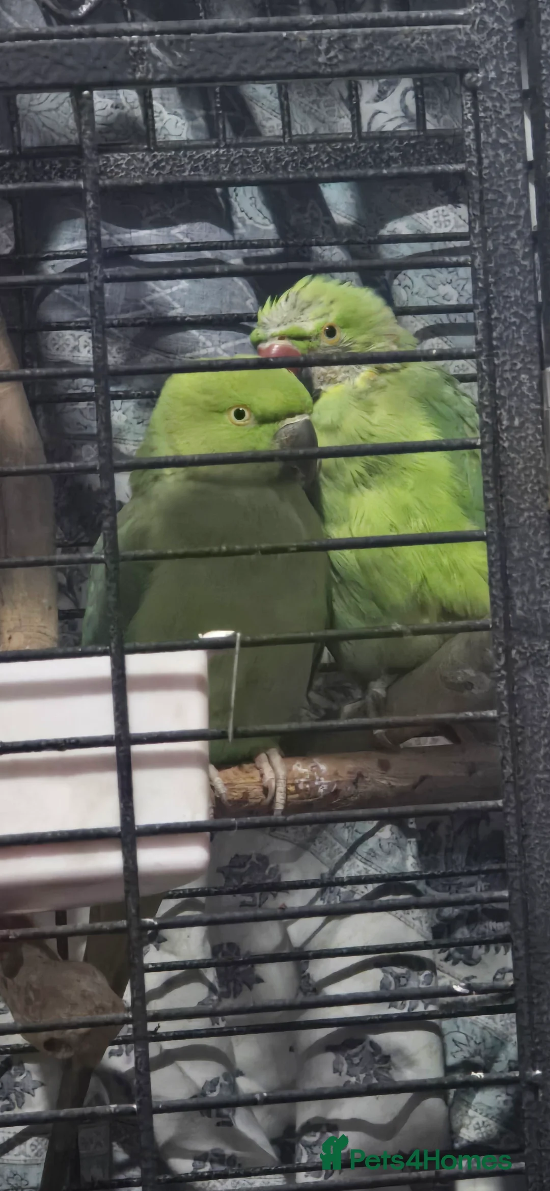 Ringnecks birds for sale: 2 indian ringneck  - Advert 1