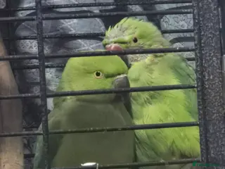 Ringnecks birds 2 indian ringneck - Advert 17