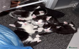 Mixed Breed cats for sale: Mixed breed kittens  - Image 14