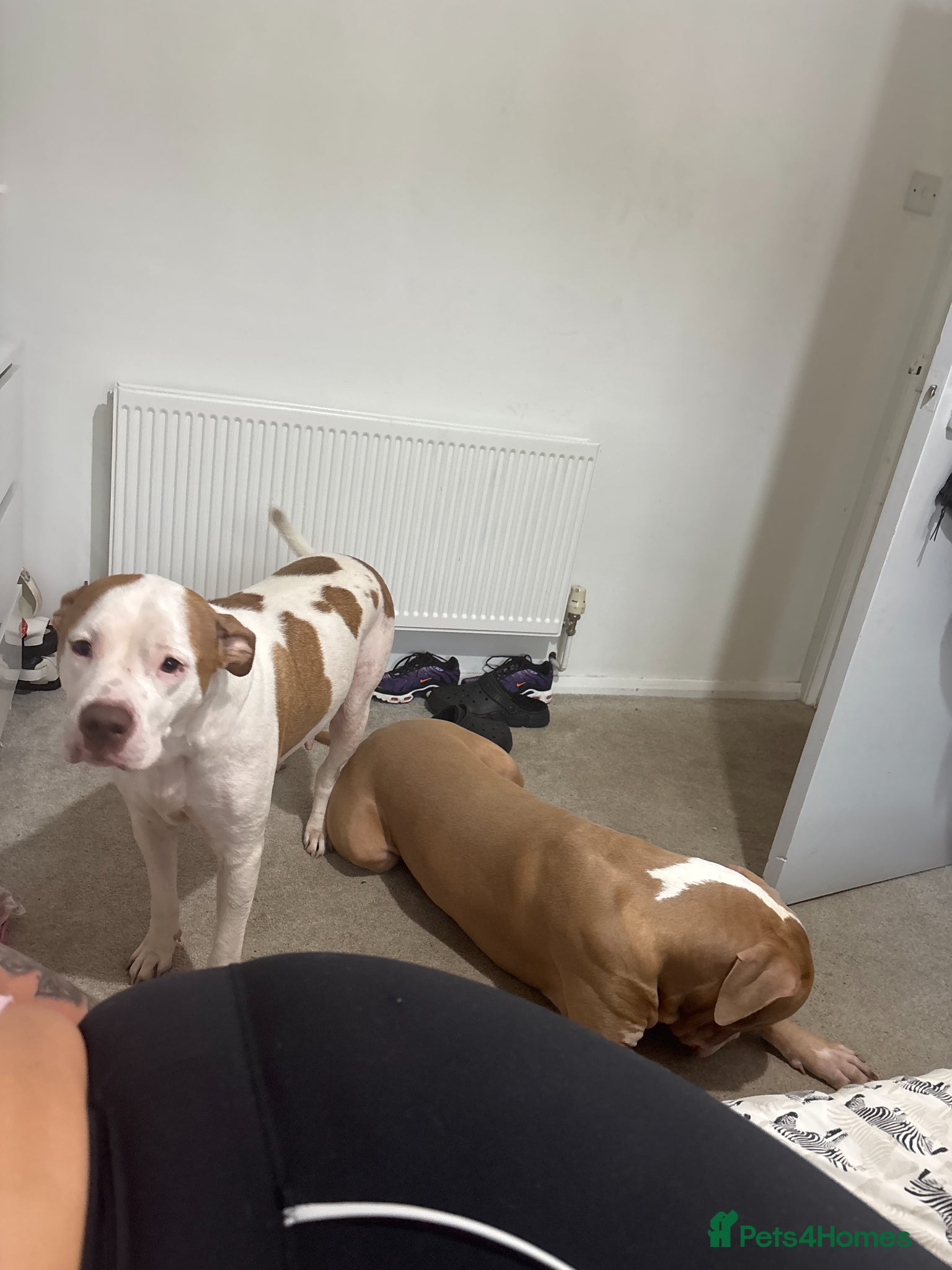 Mixed Breed dogs American bulldog x staff  1 male 1 female  - Advert 1