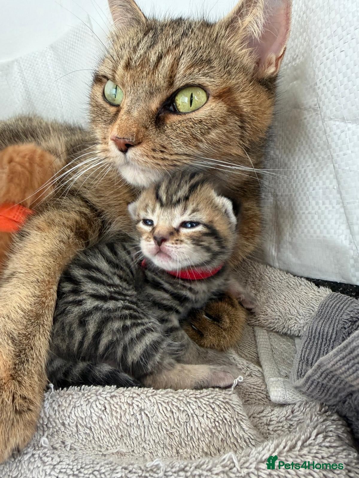 Maine Coon cats for sale: Maine Coon Cross Kittens Seeking Forever Homes - Advert 14