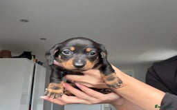 Miniature Dachshund dogs for sale: 4 x gorgeous miniature dachshund puppies  - Image 17