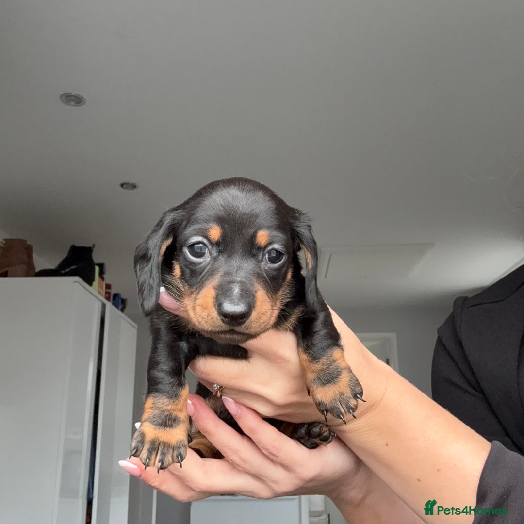 Miniature Dachshund dogs for sale: 4 x gorgeous miniature dachshund puppies  - Image 17