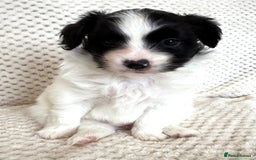 Papillon dogs for sale: Beautiful KC registered papillon puppies for sale - Image 19