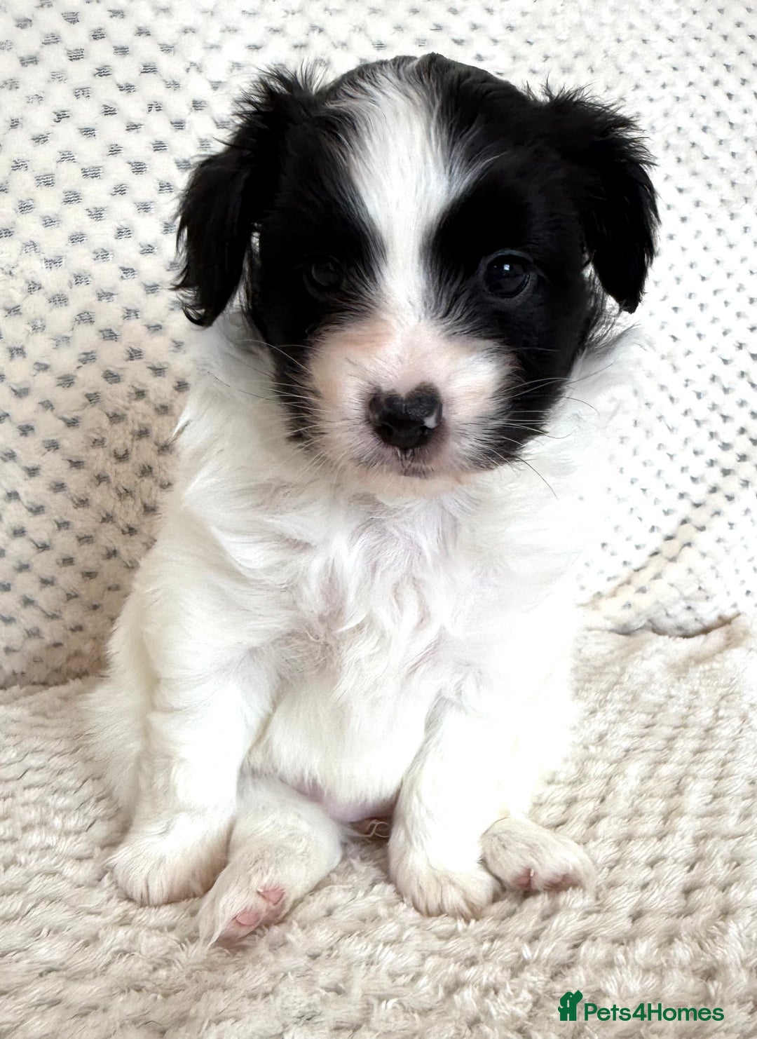 Papillon dogs for sale: Beautiful KC registered papillon puppies for sale - Image 19