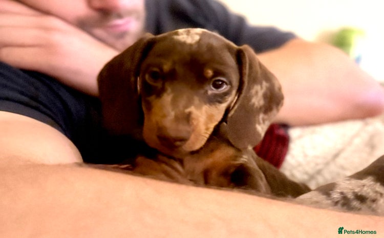 Miniature Dachshund dogs - Advert 11