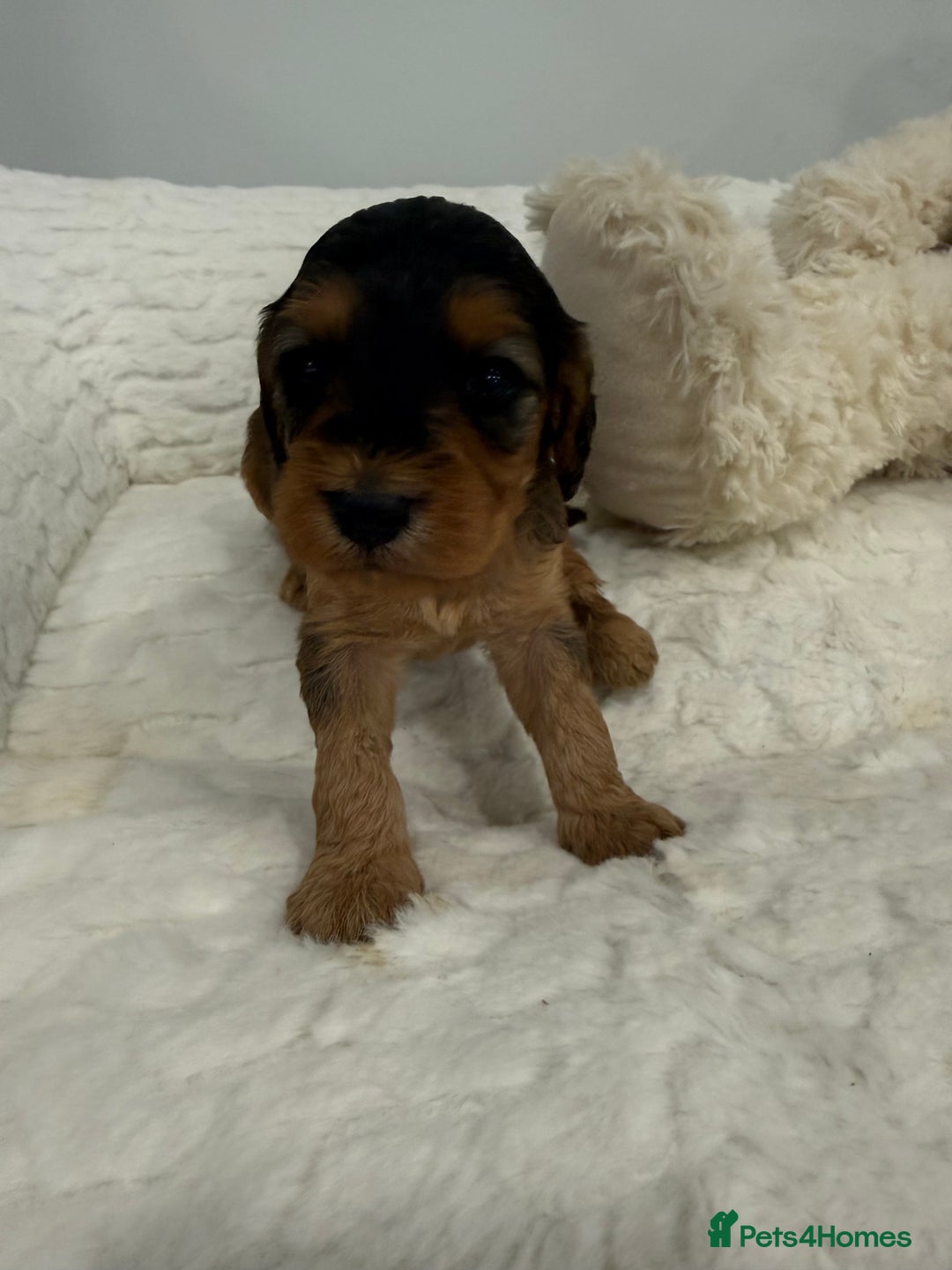 Cockapoo dogs for sale: 11 red sable, f1 cockapoo. KC & DNA clear parents - Advert 14