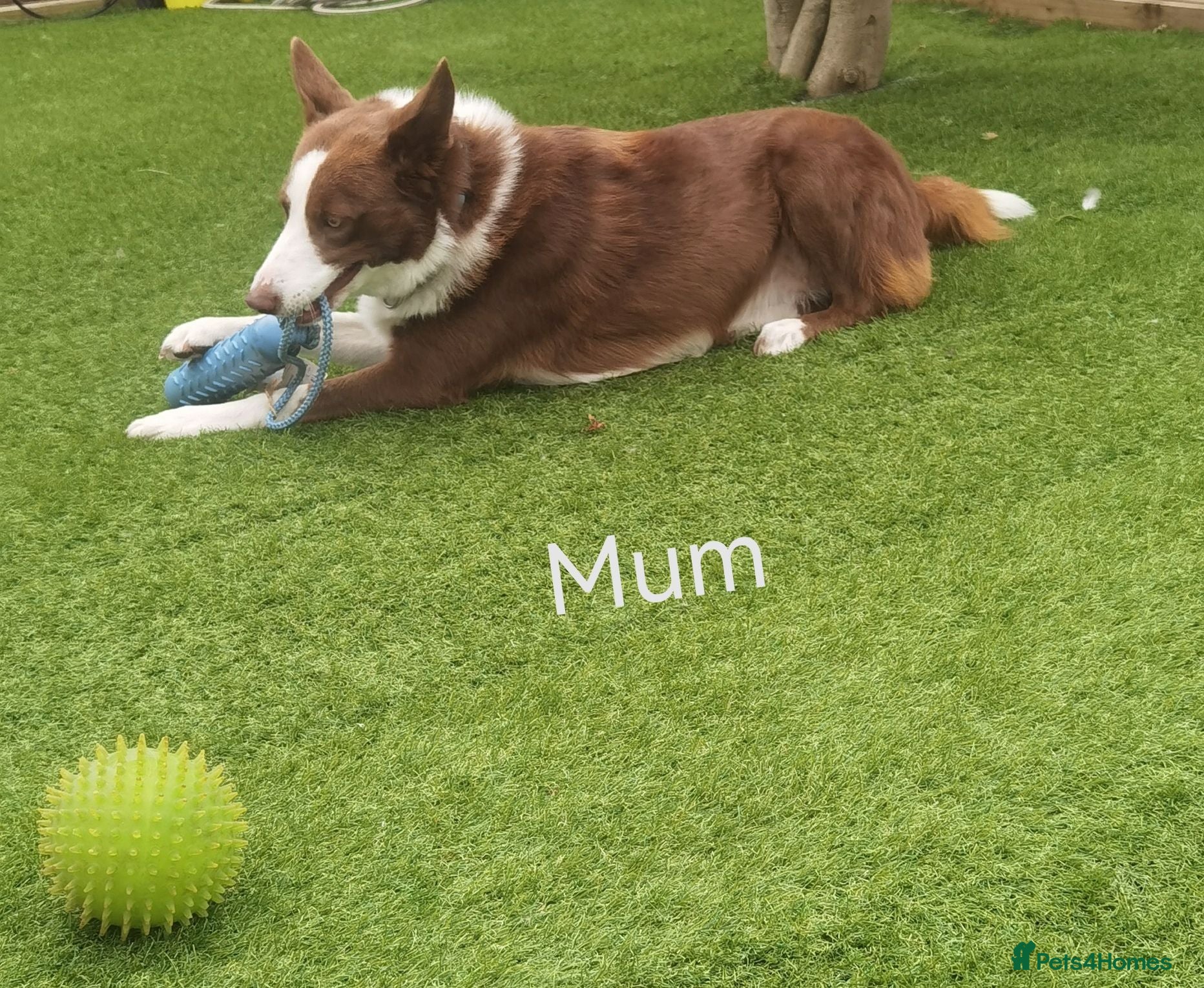 Border Collie dogs KC registered Border collie pups for sale - Advert 2