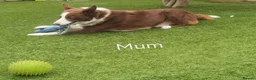 Border Collie dogs for sale: KC registered Border collie pups for sale - Advert 2