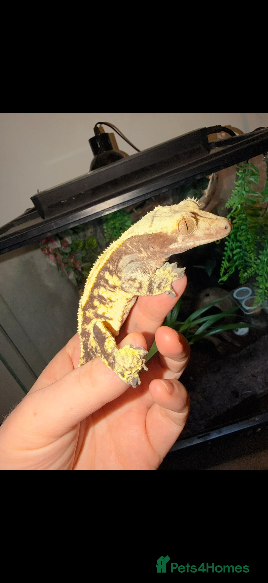 Gecko reptiles for sale: Stunning crested gecko male - Advert 6