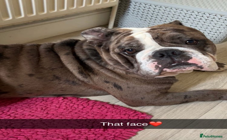 Old Tyme Bulldog dogs Rehoming My Precious Boy Due To Change of Circs - Advert 1