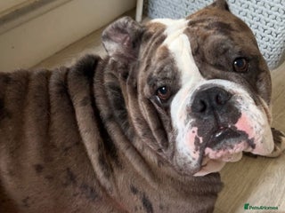 Old Tyme Bulldog dogs Rehoming My Precious Boy Due To Change of Circs - Advert 1